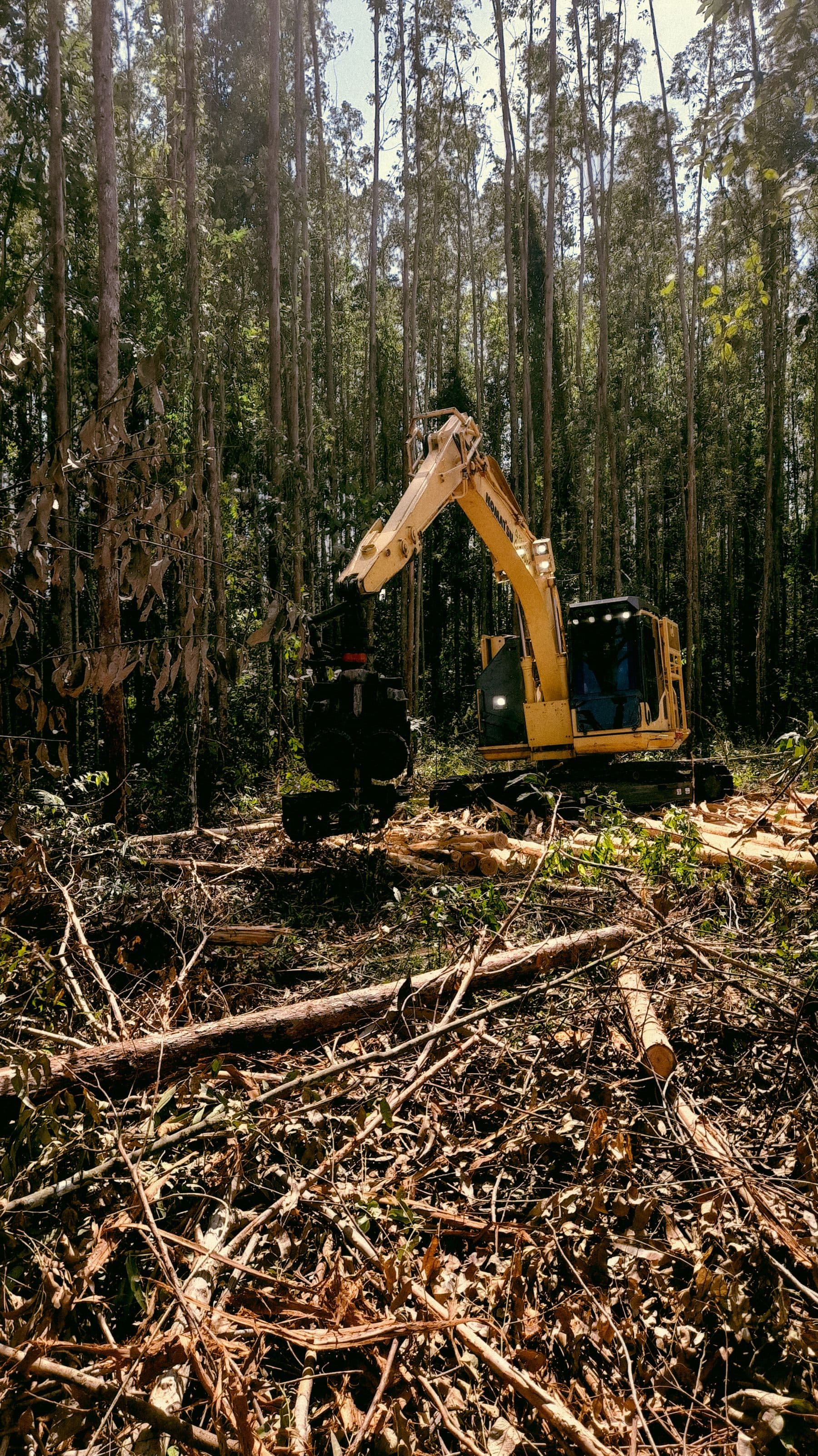 A yellow excavator working among felled branches and stumps in a tall pine forest.