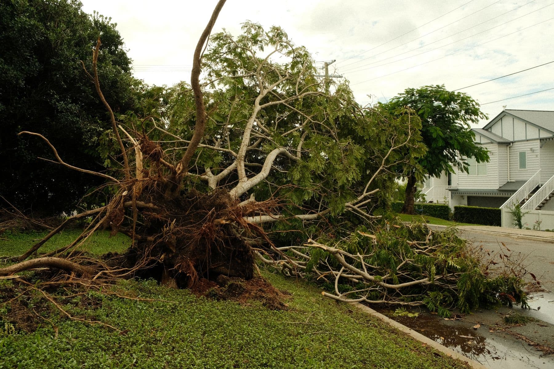 A large tree torn out of the ground by its roots, lying across a lawn next to a house after a storm.